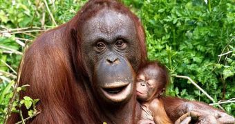 Picture shows baby orangutan cuddling with its 18-year-old mum (click to see full image)