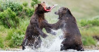 Hungry bears fight over salmon, only one can win