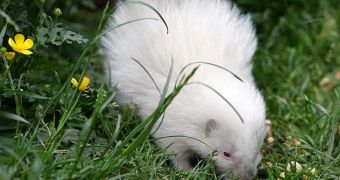 Scottish zoo welcomes albino skunk
