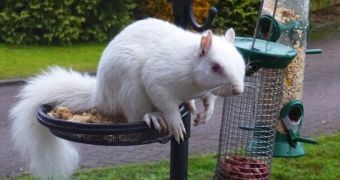 Albino squirrel in Scotland likes to steal food from a bird feeder