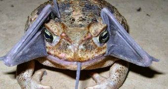 Ranger in Peru snaps picture of a toad trying to eat a bat
