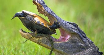 Alligator tries to feed on a turtle, fails