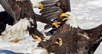 Picture shows two American Bald Eagles fighting over carp (click to see full image)