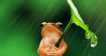 Smart frog uses a leaf to protect itself from the rain