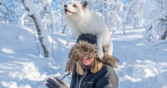 Arctic fox is so desperate to get a treat it jumps on a woman's head