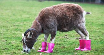 Arthritic goat wears pink rain boots to keep its feet warm