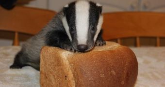 Baby badger dreams of becoming a model