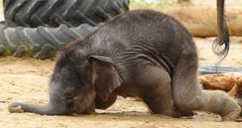 Baby elephant can't control its feet, lands trunk first in mud