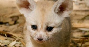 Baby Fennec fox steps out of its nesting tunnel, greets the crowds (click to see full image)