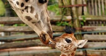 Giraffe calf looks happy to get a kiss from her mom