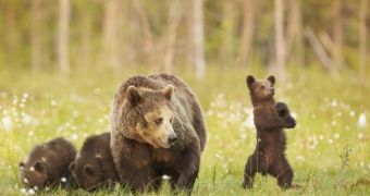 Bear cub is caught on camera doing Gangnam Style