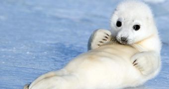 Baby harp seal is busy meditating about its next meal