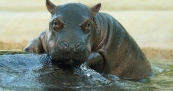 Baby hippo goes for a ride on its mother's back