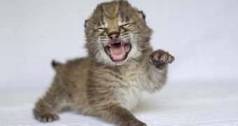 Picture of the Day: Baby Lynx Shows Off Her Claws