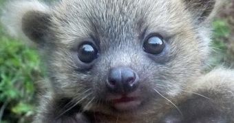 Baby olinguito caught on camera in forest in Colombia