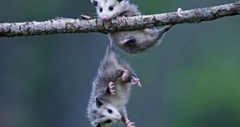Baby opposums caught on camera while monkeying around near a farm in Minnesota (click to see full image)