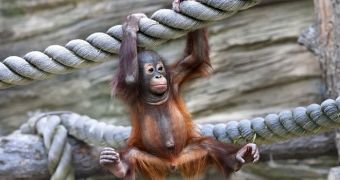 Baby orangutan learns how to make its way across a rope