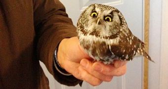 Baby owl hates being rescued and handles by people