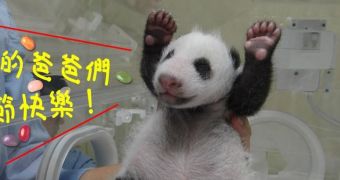Baby panda waves at the camera