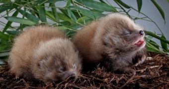 Birmingham Zoo in Alabama welcomes red panda cubs