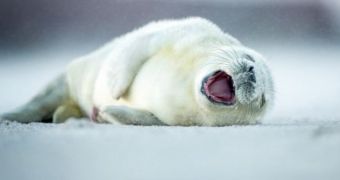 Seal pup looks as if it were laughing its heart out