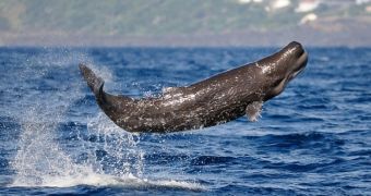 Baby whale is reunited with its family, jumps for joy
