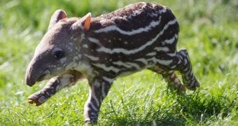Baby tapir at Dublin Zoo goes for a jog