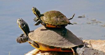 Momma turtle caught on camera while teaching its offspring how to swim