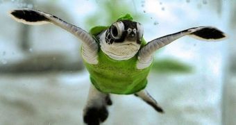 Picture of the Day: Baby Turtle Wears Miniature Tank Top