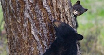 Bear cub tries to steal the spotlight, photobombs its mom