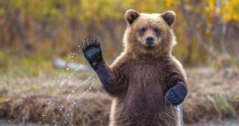 Photographer snaps picture of grizzly cub waving at the camera