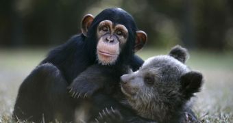 Bear cub named Bam Bam is friends with a baby chimp named Vali