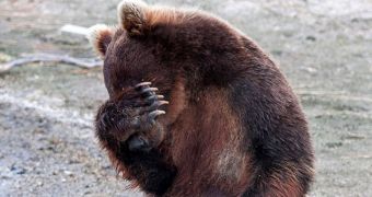Bear no longer wants to have its picture taken, covers its face