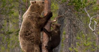 Pic shows brown bear mom teaching one of its cubs how to climb a tree