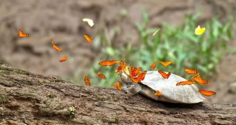 Butterflies in the Amazon up their sodium intake by drinking turtle tears