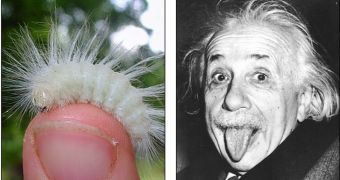 Woman in Missouri snaps picture of a caterpillar that resembles Albert Einstein