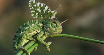 Chameleon and butterfly caught on camera while wearing matching outfits