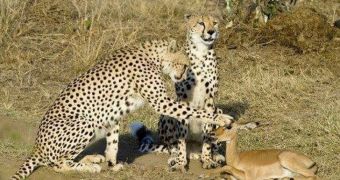 Cheetahs in Kenya befriend an impala