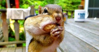 Picture of the Day: Chipmunk Bites Off Way More Than It Can Chew