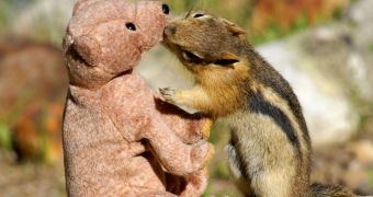 Chipmunk is caught on camera while kissing a teddy bear