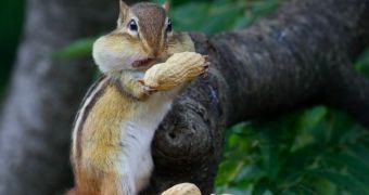 Chipmunk is photographed while busy shoving peanuts in its mouth