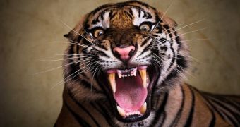 Close-up of a roaring Sumatran tiger is scary, to say the least