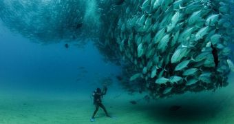 Diver snaps picture of a fish tornado