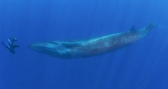 Diver comes face to face with a 50-feet sei whale