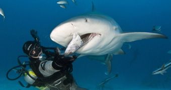 Picture shows daredevil diver hand feeding a bull shark