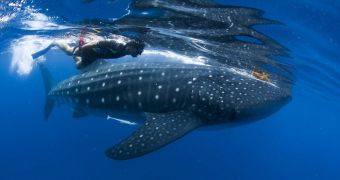Picture shows diver swimming around with a whale shark