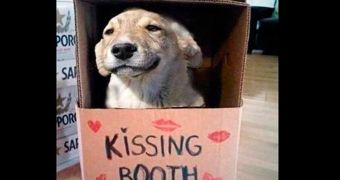 The picture of a dog sitting inside a kissing booth goes viral