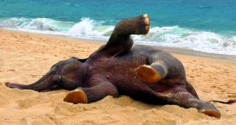 Elephant calf enjoys rolling around in the sand