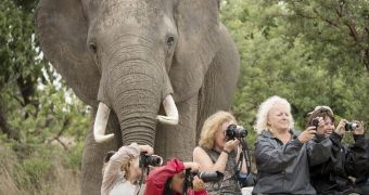 Elephant photobombs group of tourists in Zimbabwe