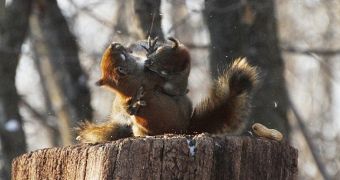 Squirrels viciously fight over a peanut